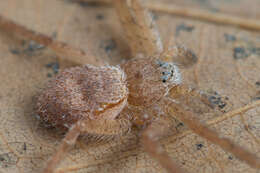 Image of Philodromus fuscomarginatus (De Geer 1778)