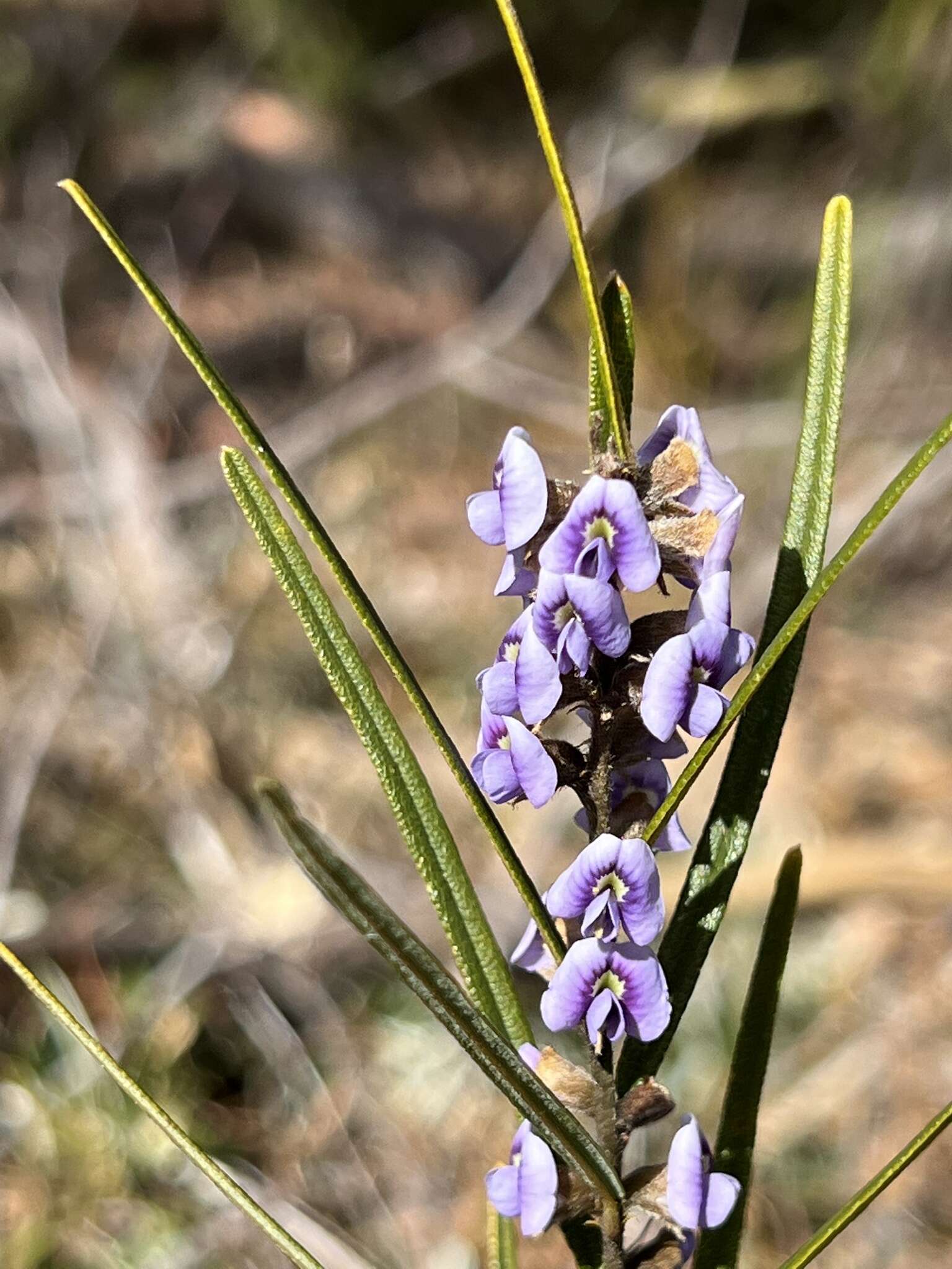 Image of Blue Bonnet