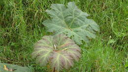 صورة Gunnera brephogea Linden & Andre