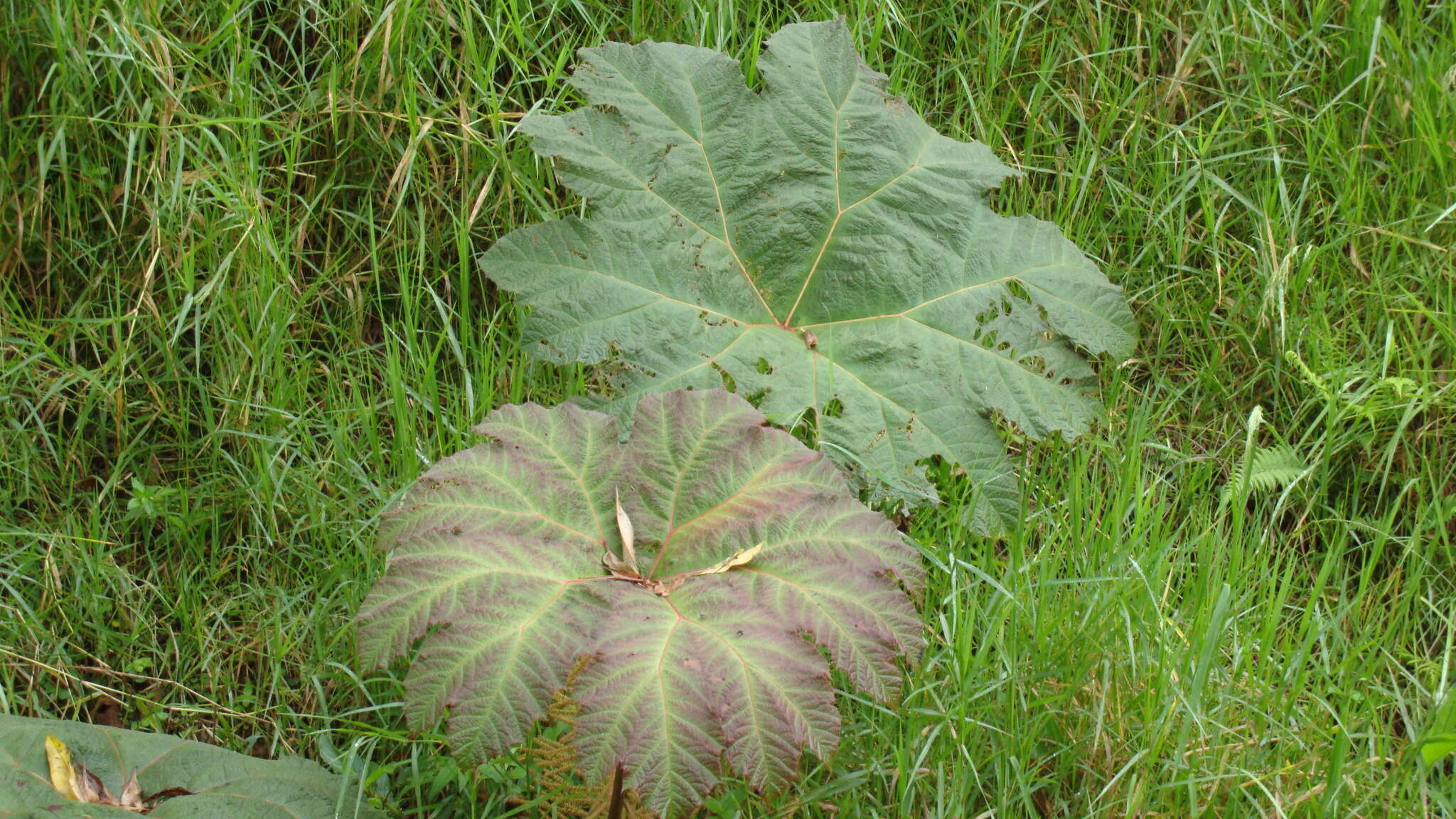 Image of Gunnera brephogea Linden & Andre