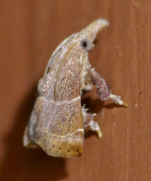 Streptopalpia minusculalis (Möschler 1890) resmi