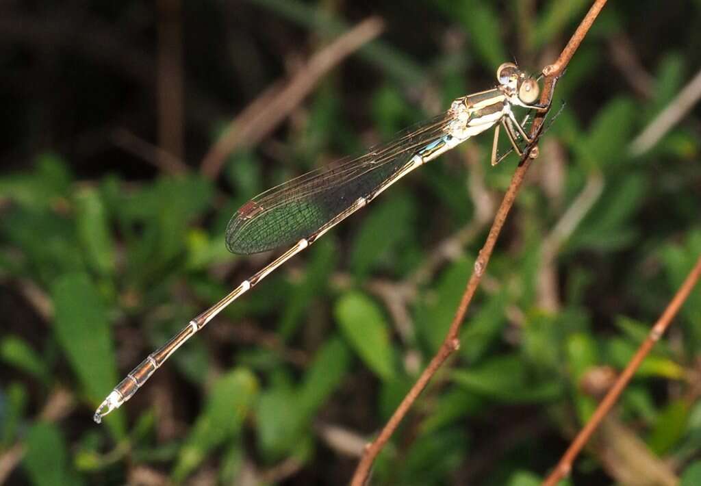 Image of Austrolestes analis (Rambur 1842)