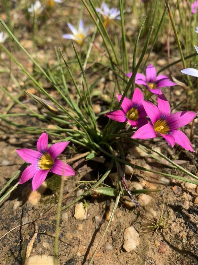 Image of rosy sandcrocus