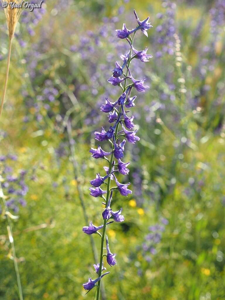 Image of Delphinium peregrinum L.