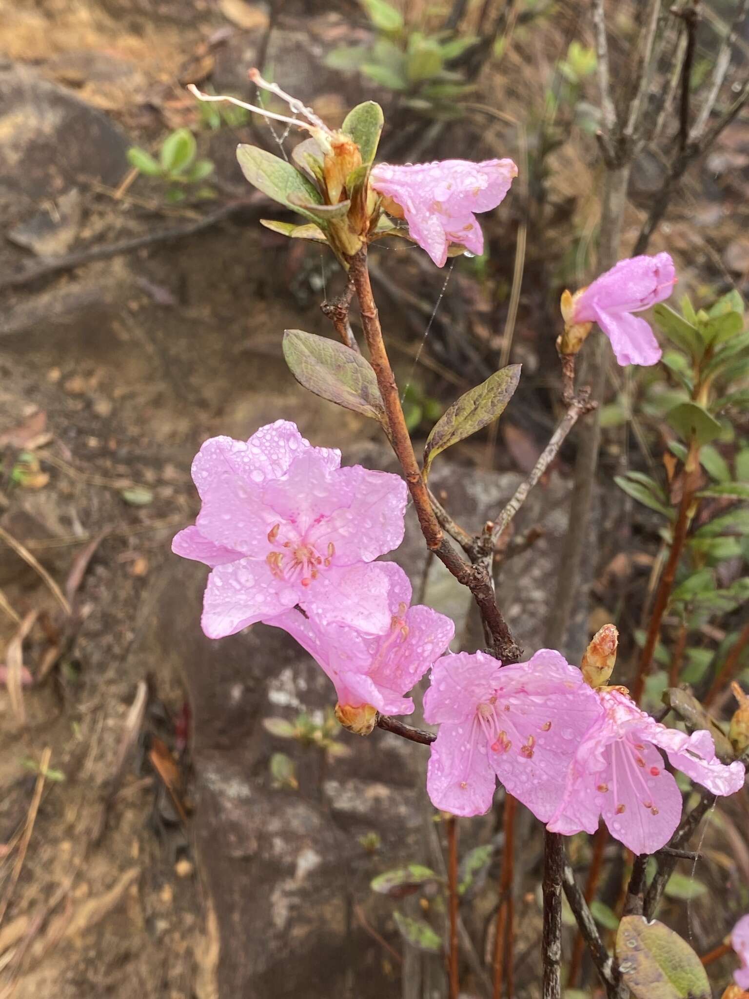 صورة Rhododendron farrerae Tate ex Sweet