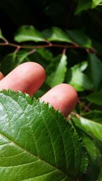 Plancia ëd Prunus subhirtella Miq.