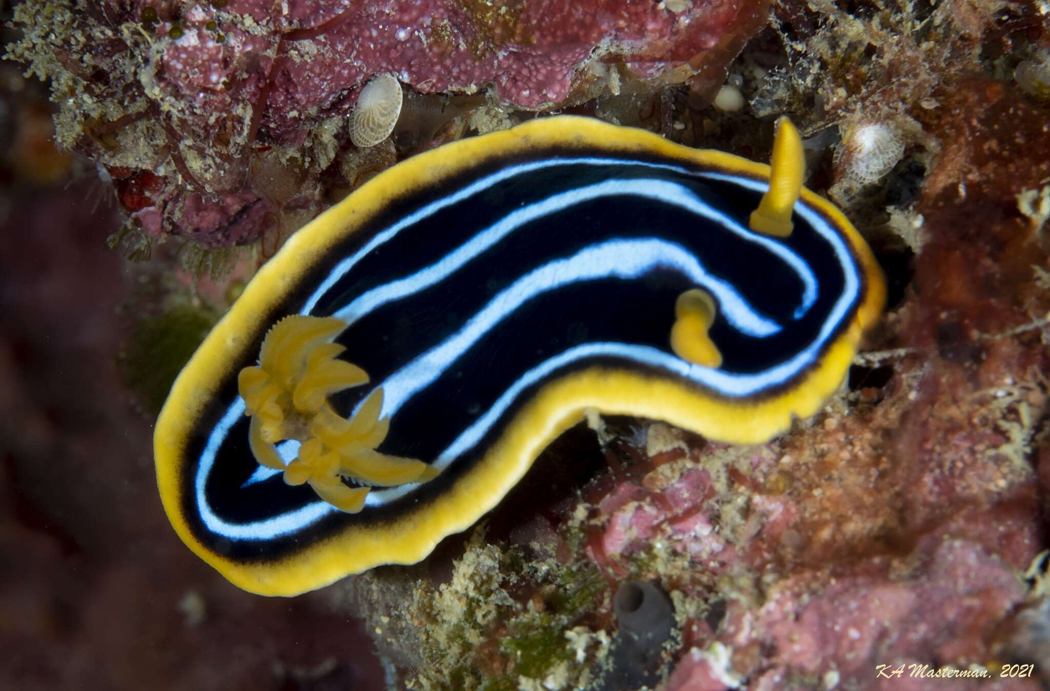 Image of Kuiter's black white orange slug