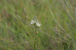 Image of Albuca virens (Lindl.) J. C. Manning & Goldblatt