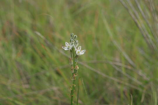 Image of Albuca virens (Lindl.) J. C. Manning & Goldblatt