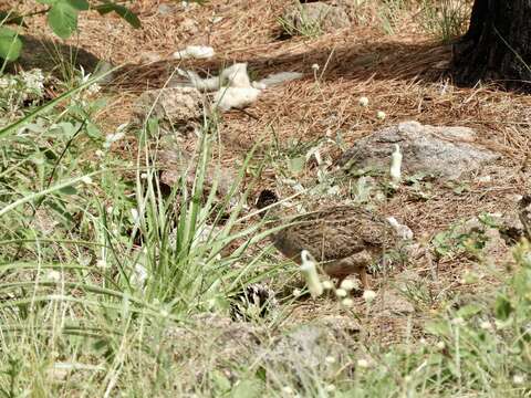 Image of Andean Tinamou