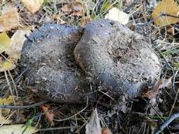 Image of Russula adusta (Pers.) Fr. 1838