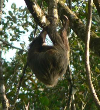 Image of two-toed sloths