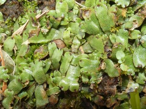 Marchantia chenopoda L. resmi