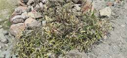 Image of Strobilanthes glaucescens Wall. ex Nees