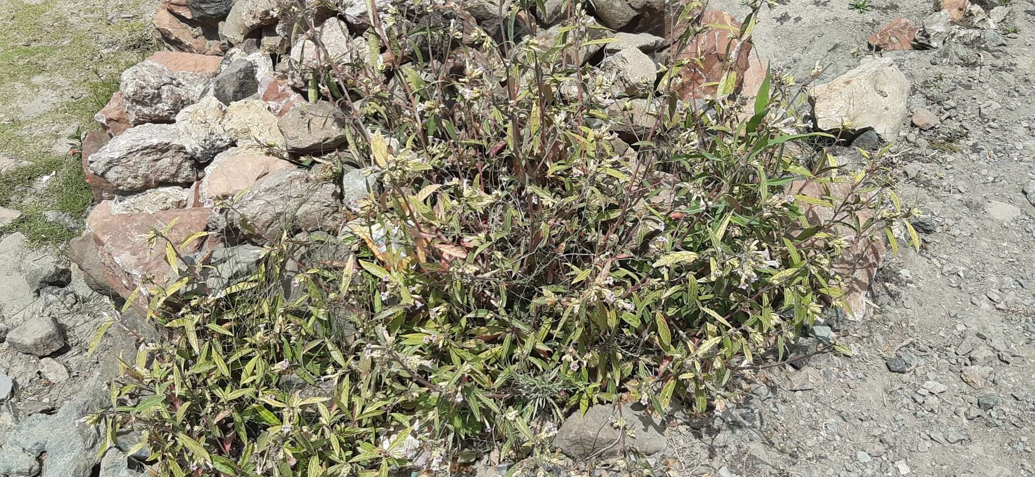 Image of Strobilanthes glaucescens Wall. ex Nees