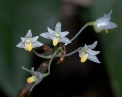 Image of Dendrobium herbaceum Lindl.