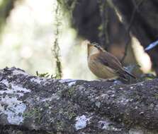 Image of White-throated Spadebill