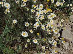 Anthemis arvensis subsp. incrassata (Loisel.) Nym. resmi