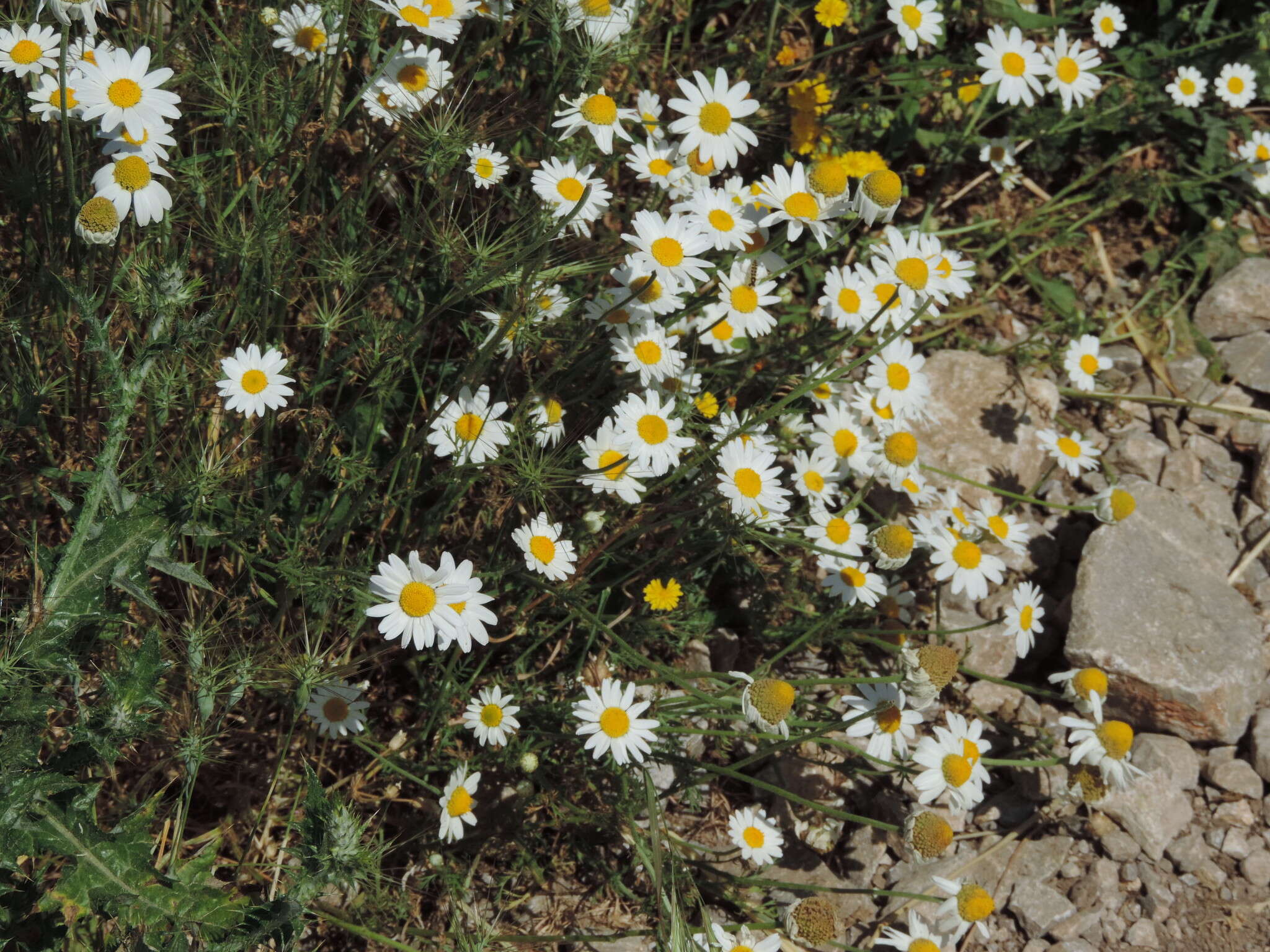 Anthemis arvensis subsp. incrassata (Loisel.) Nym. resmi