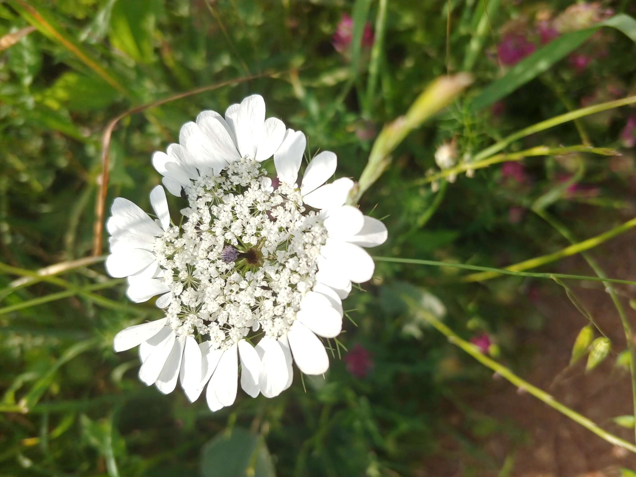 Image of Artedia squamata L.