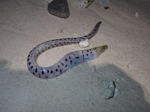 Image of Fimbriated moray