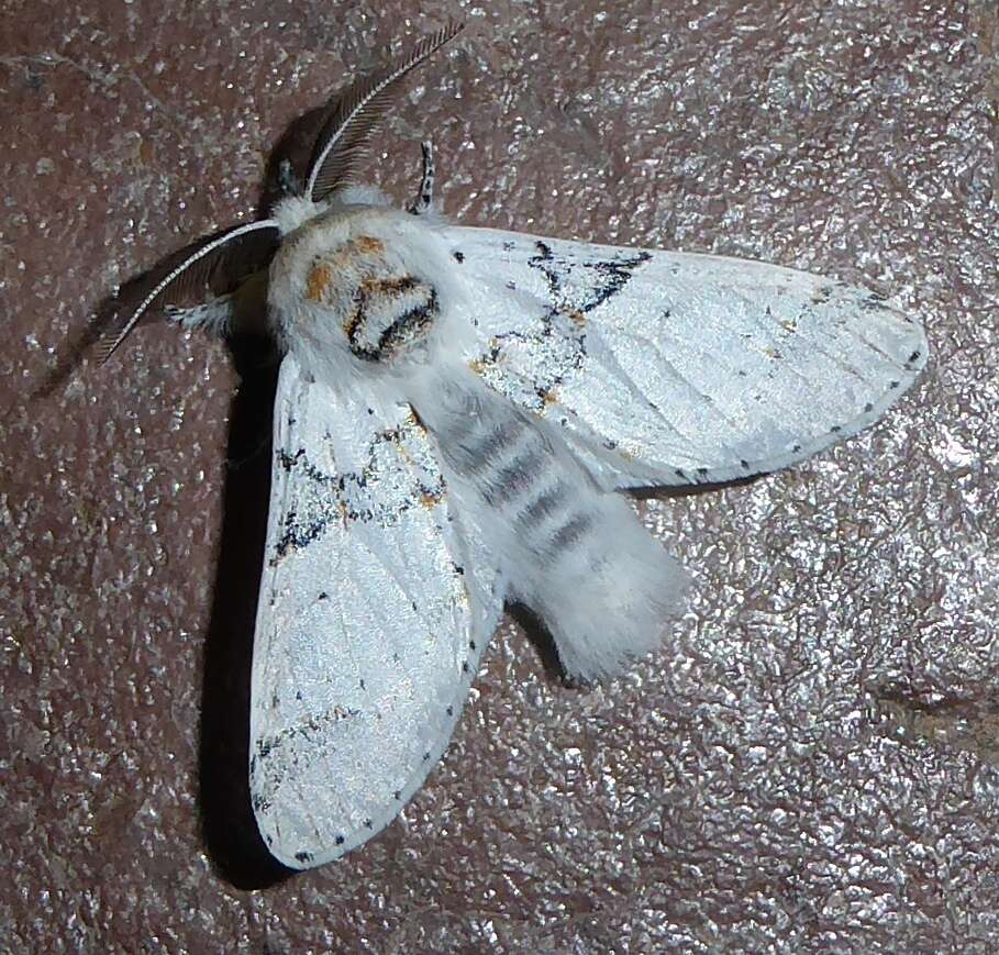 Furcula nivea Neumoegen 1891的圖片