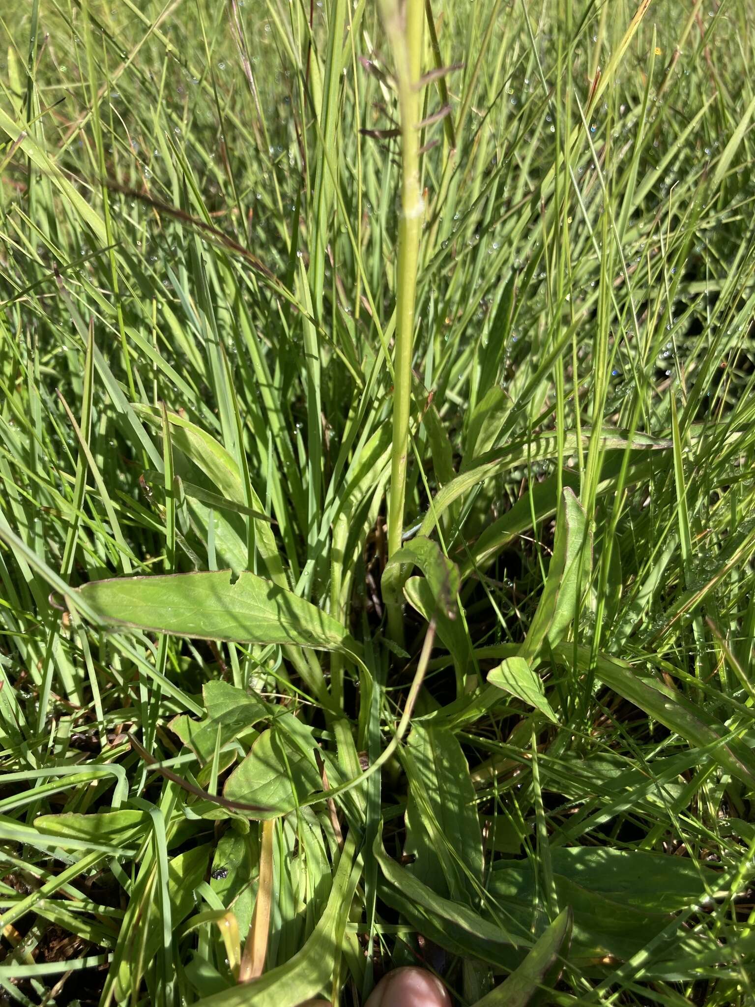 Image of Valeriana capensis Thunb.