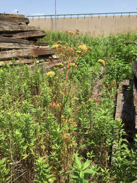 Image of Texas prairie parsley