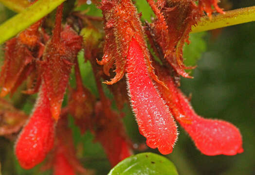 Image of Glossoloma tetragonum Hanst.