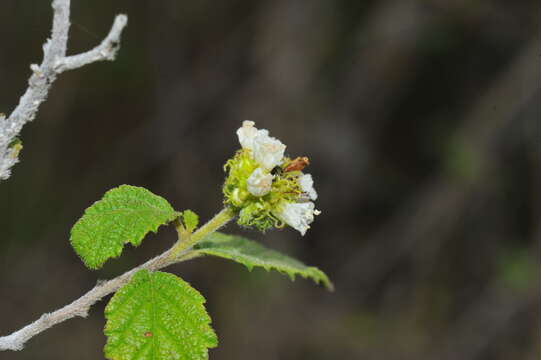 Image de Varronia bullata L.