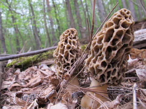 Image of <i>Morchella vulgaris</i>
