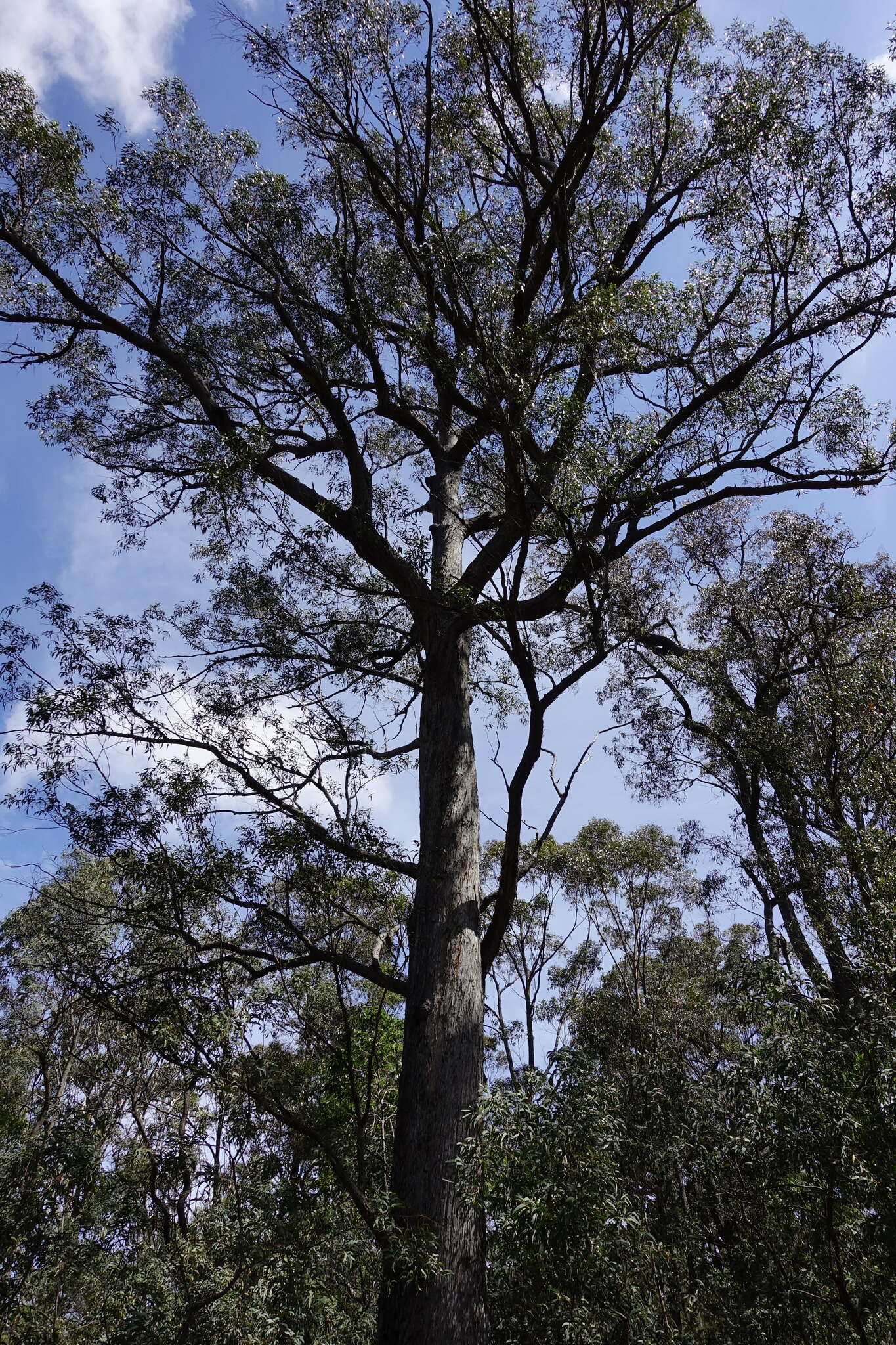 Image de Eucalyptus croajingolensis L. A. S. Johnson & K. D. Hill