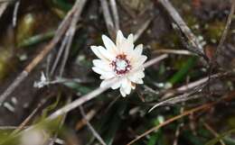 Image de Helichrysum pumilum Hook. fil.