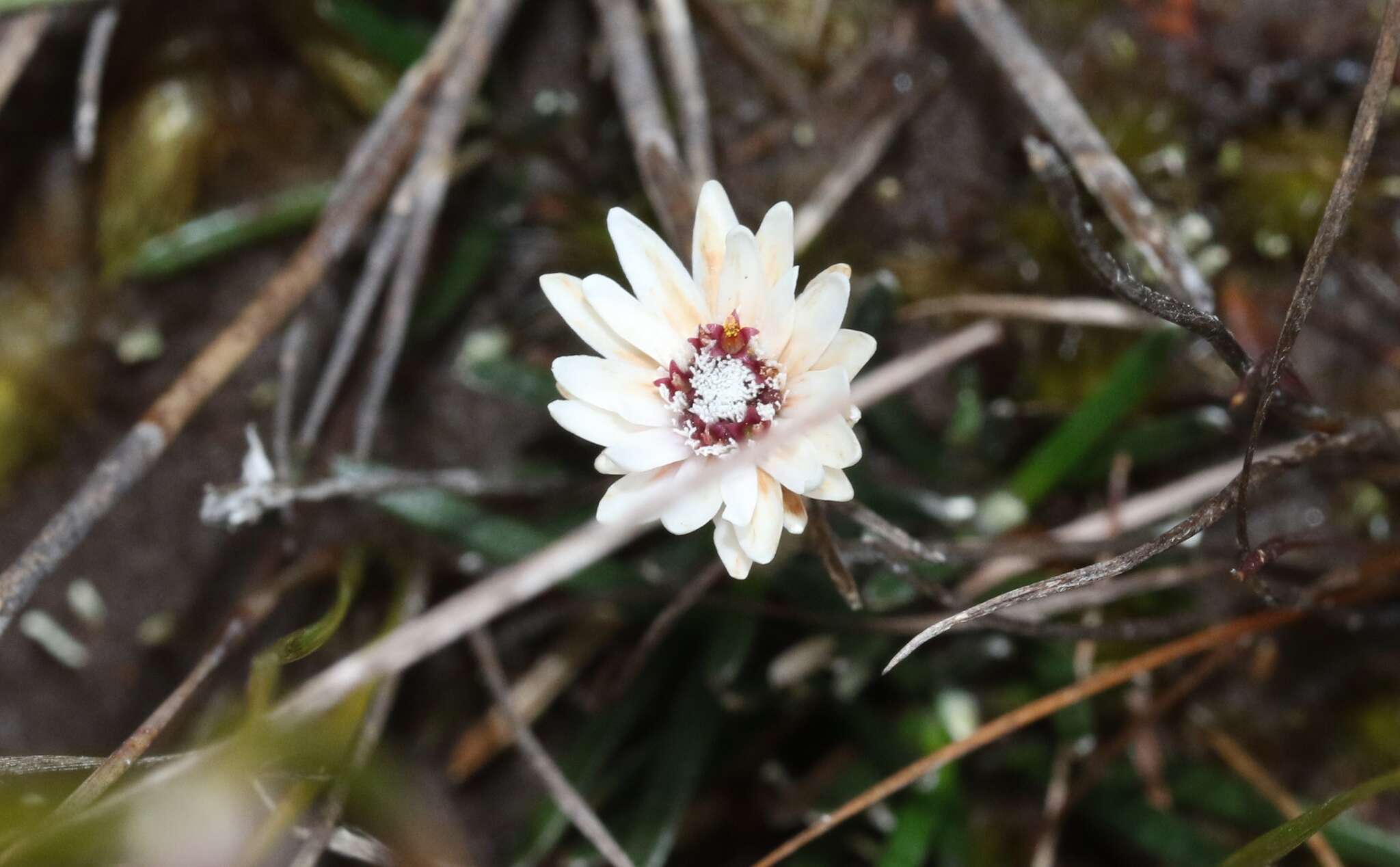 Image de Helichrysum pumilum Hook. fil.