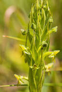 Image of Habenaria pseudociliosa Schelpe ex J. C. Manning