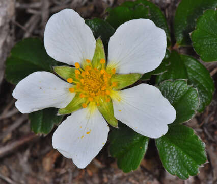 Image of beach strawberry