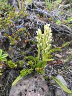 Image of Northern green orchid