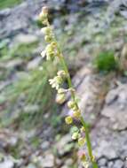 Rumex scutatus L. resmi