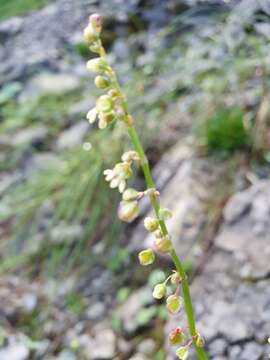 Rumex scutatus L. resmi