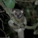 Image of White-tailed Small-eared Galago