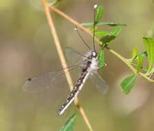 Image of Pilacmonotus sabulosus (Walker 1853)