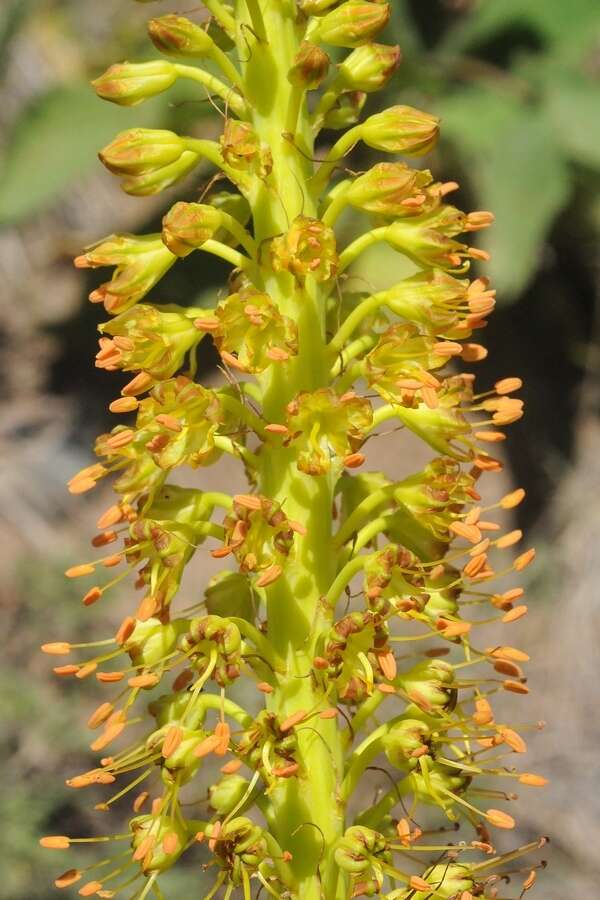 Image of Eremurus fuscus (O. Fedtsch.) Vved.