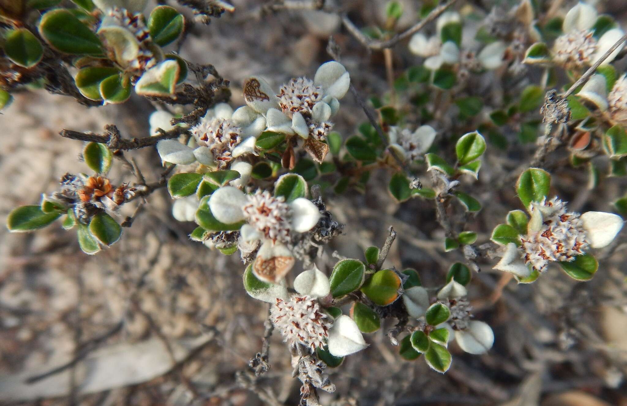 Image of Cryptandra leucophracta Schltdl.