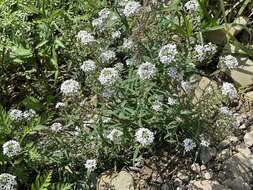 Image of Lysimachia pentapetala Bunge