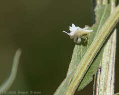 Image of Phymata fasciata (Gray 1832)