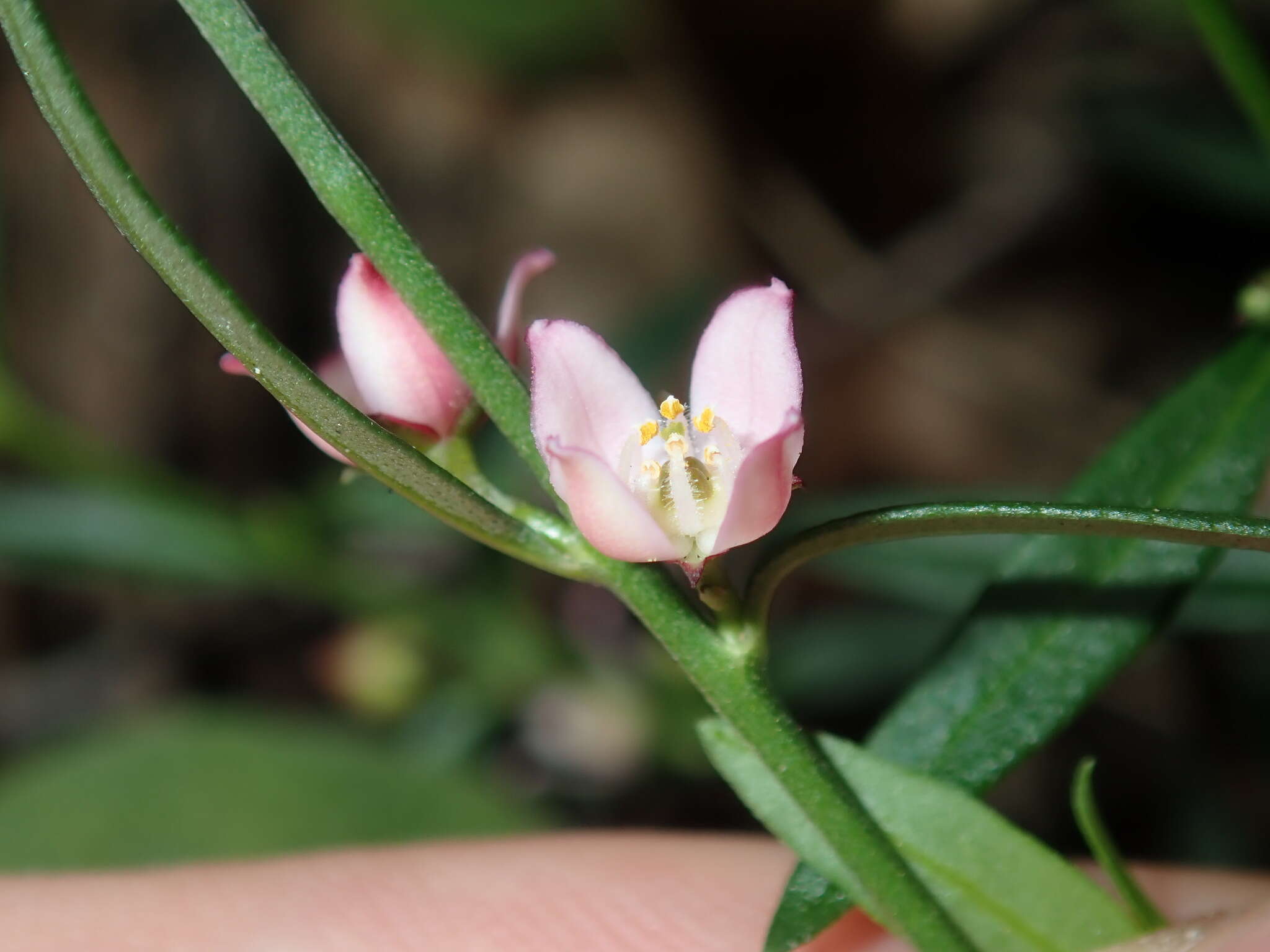 Image de Cyanothamnus polygalifolius