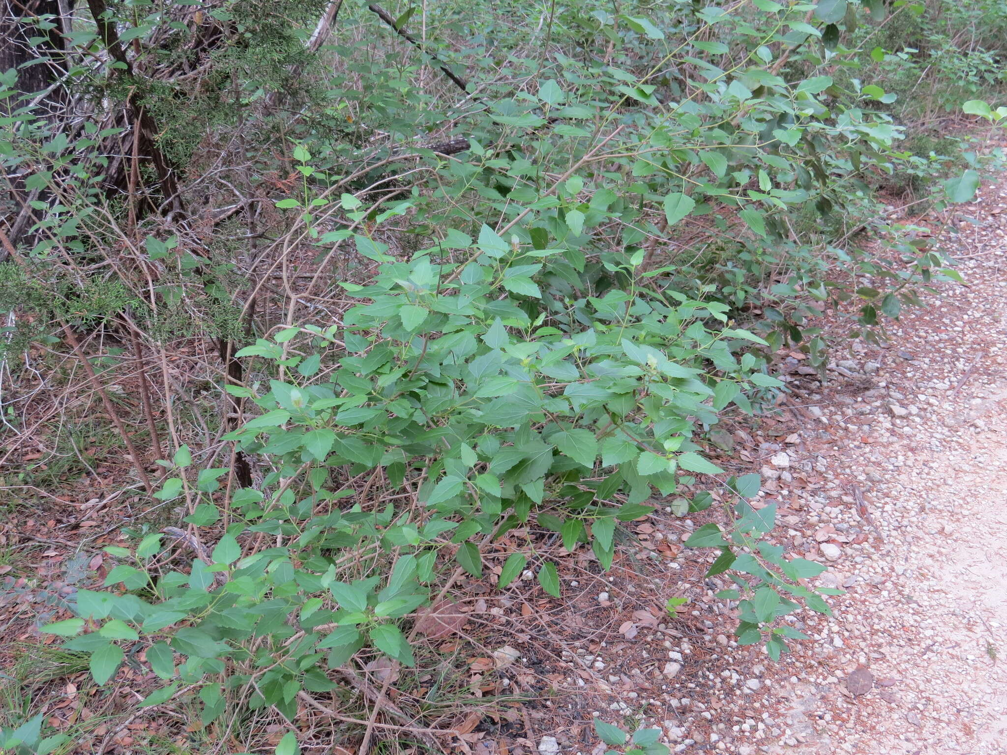 Image of Havana snakeroot