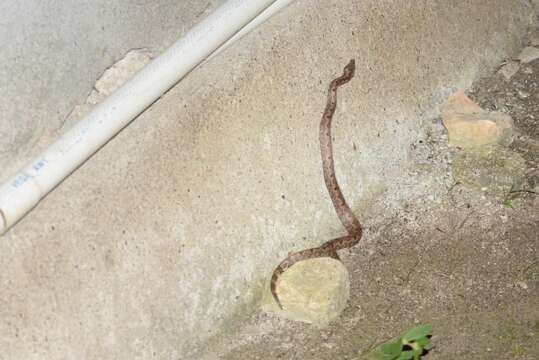 Image of Paulson's Bevel-nosed Boa