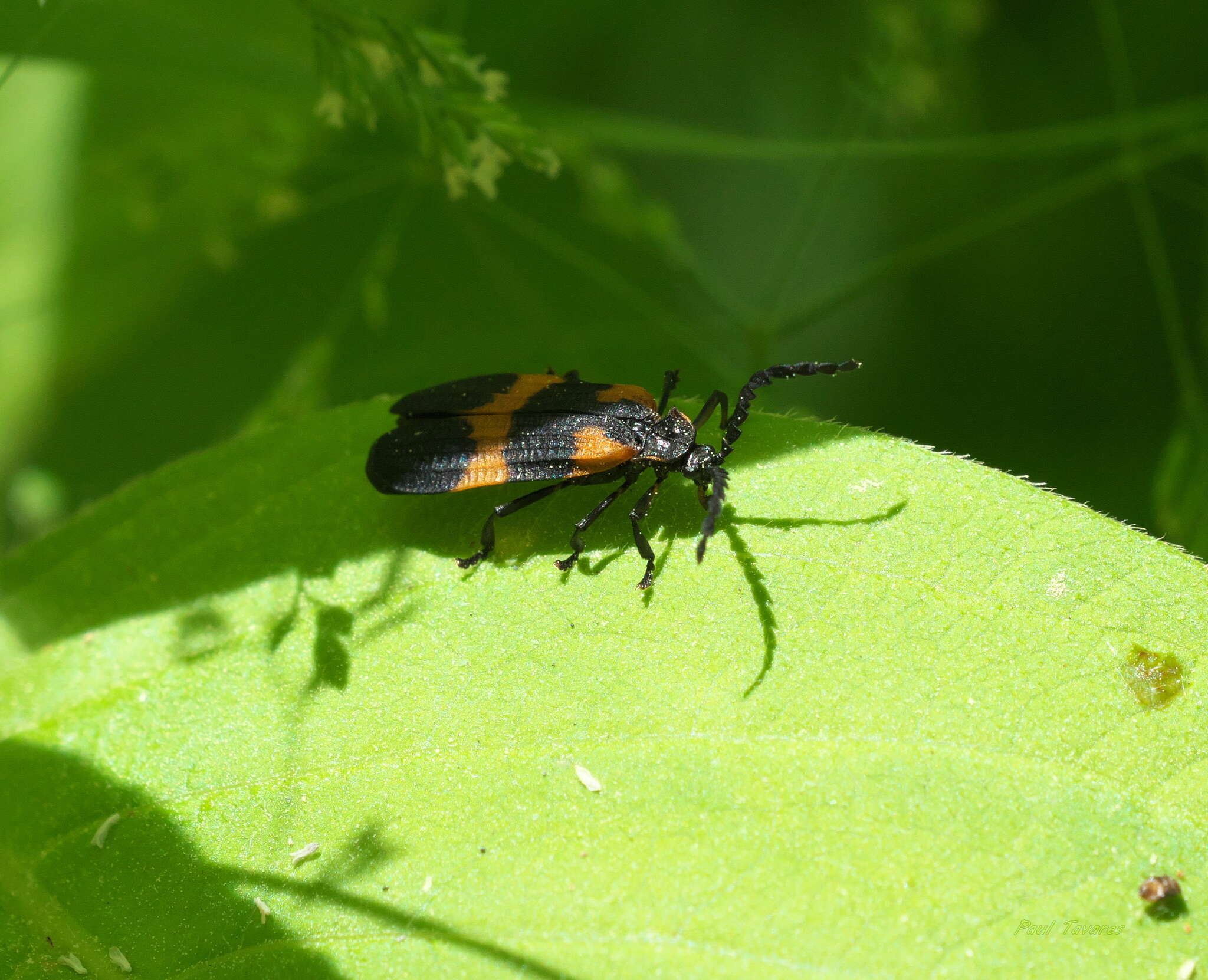 Image of Banded Net-winged Beetle