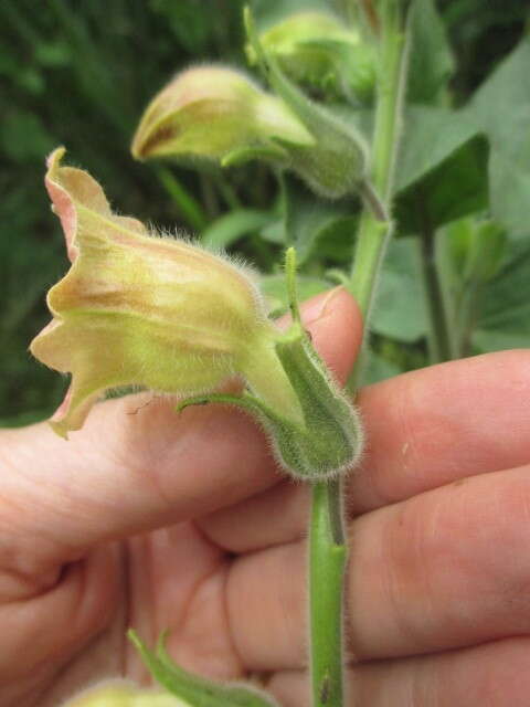 Imagem de Nicotiana glutinosa L.